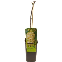 ohgreen Ribes rubrum witte parel