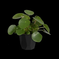 ohgreen ROCK 16CM LIVING BLACK