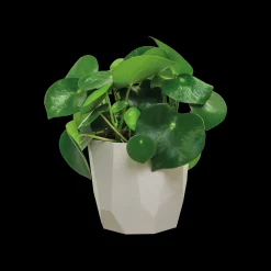 ohgreen ROCK 14CM WARM GRIJS