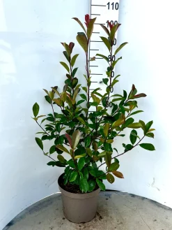 ohgreen Rode glansmispel 'red robin' p29