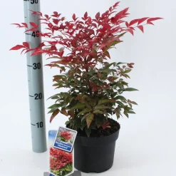 ohgreen Rode hemelse bamboe Obsessed (Hemelse Bamboe of Schijnbamboe)