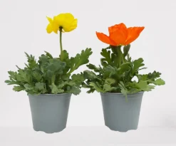 ohgreen Rode klaproos p14