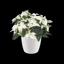 ohgreen Rond diamond 16cm