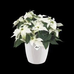 ohgreen Rond diamond 25cm