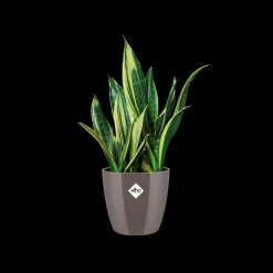 ohgreen Rond diamond 22cm