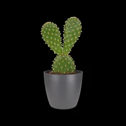 ohgreen Rond mini 7cm