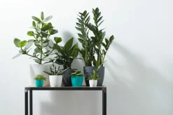 ohgreen Rond mini 9,5cm