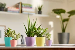 ohgreen Rond mini 9,5cm