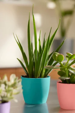 ohgreen Rond mini 9,5cm