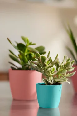 ohgreen Rond mini 9,5cm