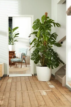 ohgreen Rond wielen 47cm