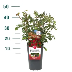 ohgreen Rosa 'Rose Gaujard'