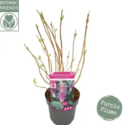 ohgreen Rostrinucula dependens ( Hangende buddleja -