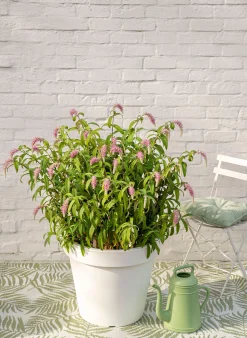 ohgreen Rostrinucula dependens ( Hangende buddleja -