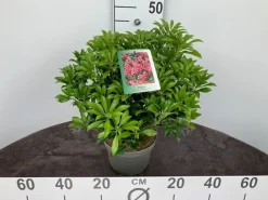 ohgreen Rotsheide p19