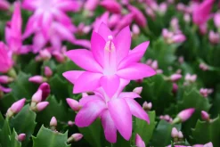 ohgreen Schlumbergera roze ( Lidcactus )