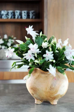 ohgreen Schlumbergera wit
