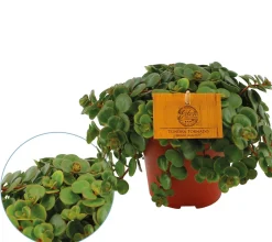 ohgreen Sedum Tornado