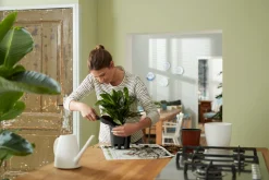 ohgreen SELF-WATERING INSERT 17CM LIVING BLACK