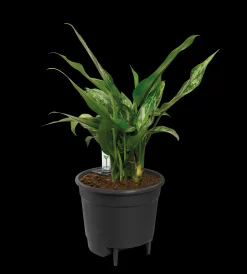 ohgreen SELF-WATERING INSERT 24CM LIVING BLACK