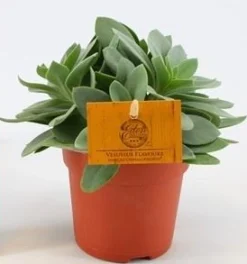 ohgreen Senecio cephalo