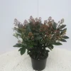 ohgreen Skimmia japonica Rubella