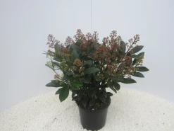 ohgreen Skimmia japonica Rubella