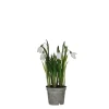 ohgreen Sneeuwklokje in witte plastic pot - h24xd8,5cm