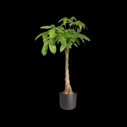 ohgreen SOFT ROND 16CM ANTRACIET