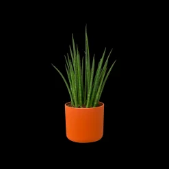 ohgreen SOFT ROND 14CM BRIQUE