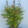 ohgreen Sorbaria sorbif Sem ( Lijsterbes spirea )