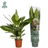 ohgreen Spathiphyllum bingo (Lepelplant)