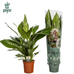 ohgreen Spathiphyllum bingo (Lepelplant)