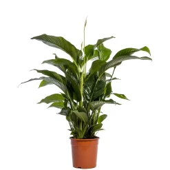 ohgreen Spathiphyllum Sweet Lauretta ( Lepelplant of Vredeslelie )