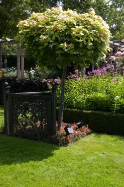 ohgreen Spot Lazise Solar