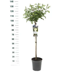 ohgreen Stamroos Rosa 'Wildberry'