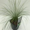 ohgreen Stipa tenuissima Ponytails