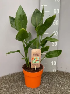 ohgreen Strelitzia nicolai