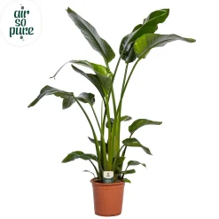 ohgreen Strelitzia nicolai