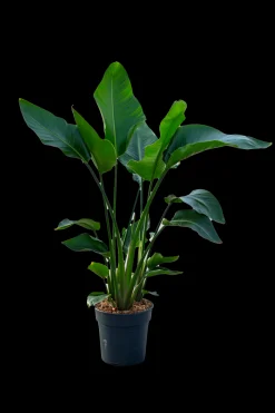 ohgreen Strelitzia Nicolai p24