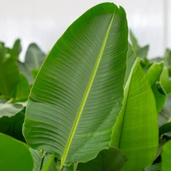 ohgreen Strelitzia Nicolai p24