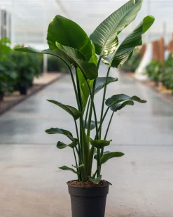 ohgreen Strelitzia Nicolai p24
