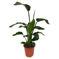 ohgreen Strelitzia (Paradijsvogelbloem)
