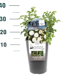 ohgreen Struikroos Rosa 'Cutie Pie'