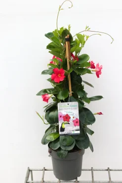 ohgreen Sundaville pyramide 2,5l