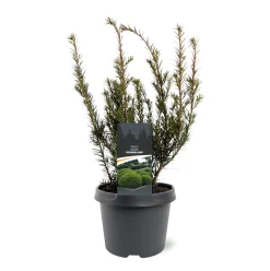 ohgreen Taxus media Groenland
