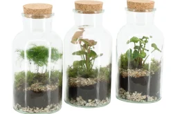 ohgreen Terrarium