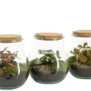 ohgreen Terrarium arrangement