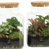 ohgreen Terrarium arrangement