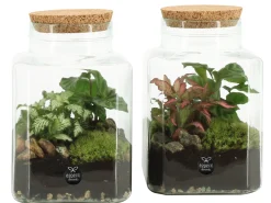 ohgreen Terrarium arrangement